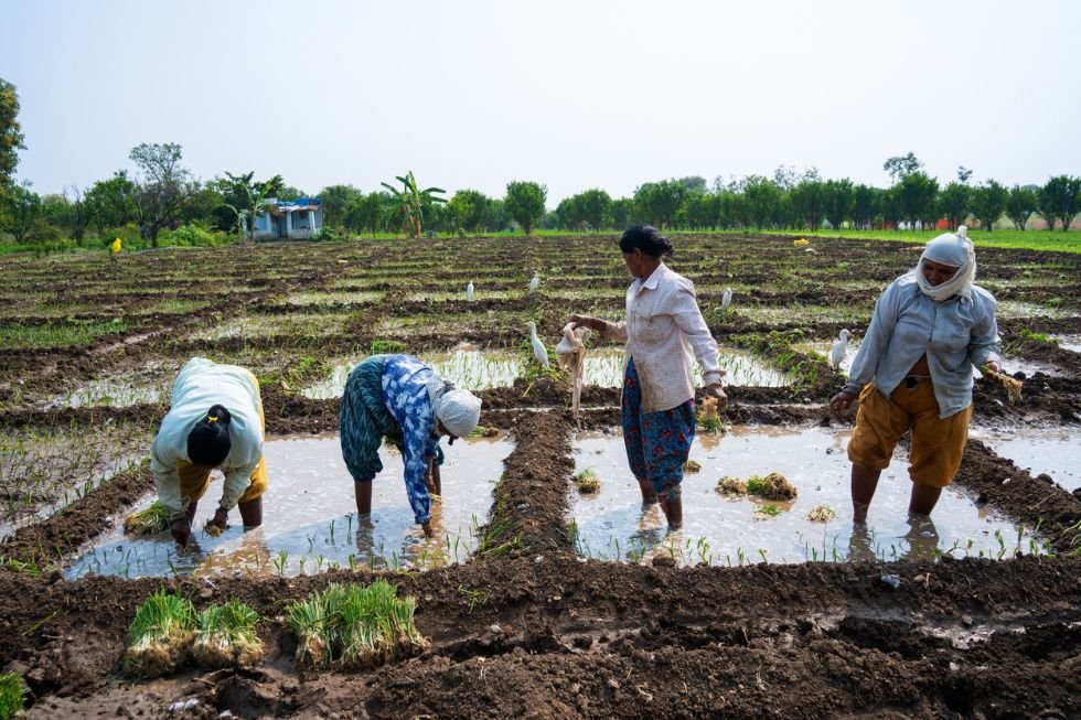 How Indian FPOs Are Leading the Agri-Export Surge